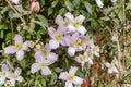 Deciduous climbing shrub Clematis Montana with small pink flowers.