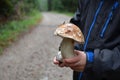 Deciduous and coniferous forest on the hill disappears in the autumn fog and clouds. edible mushrooms can be found in the rains, c Royalty Free Stock Photo