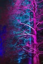 Deciduous conifers lit by blue and purple lighting. Royalty Free Stock Photo