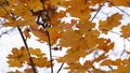 Deciduous dry leaves waving on wind - hd 1080 closeup