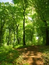 Deciduous forest Royalty Free Stock Photo
