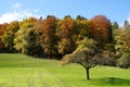 Deciduous forest in autumn in different colors with a meadow in fresh green color and clear blue sky above and single tree.