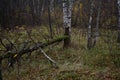 Deciduous forest, birch grove. The fallen tree is covered with moss. Green grass Royalty Free Stock Photo