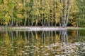 Deciduous forest with birch trees on the shore of a lake during autumn Royalty Free Stock Photo