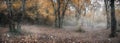 Autumn forest in the Caucasus, Krasnodar region, Russia