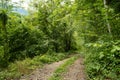 Deciduous forest, fresh green foliage, greenwood, path in the forest Royalty Free Stock Photo