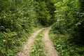 Deciduous forest, fresh green foliage, greenwood, path in the forest Royalty Free Stock Photo