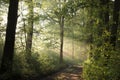 deciduous forest on a misty morning dirt road trough the spring during sunrise mist over trees