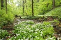 deciduous forest with most of beech trees covered with lush green leaves may poland deciduous forest in the springtime Royalty Free Stock Photo