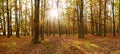 Deciduous forest panorama in autumn Royalty Free Stock Photo