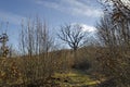 Deciduous forest, part of the plateau above Demir Baba Teke, cult monument honored by both Christians and Muslims in winter