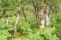 Deciduous forest, Scottish Highlands Royalty Free Stock Photo