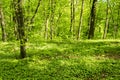 Opadavý les v jaro 