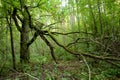 Deciduous forest at summer.