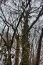 deciduous forest, trees covered with epiphytes, lianas (ivy, vine