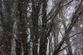 deciduous forest, trees covered with epiphytes, lianas (ivy, vine