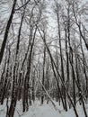 Deciduous forest in winter - bare tree branches covered with snow Royalty Free Stock Photo