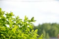 Deciduous green bush. Green leaves against the background of the sky.