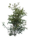 Deciduous green leafed shrub isolated on white background Royalty Free Stock Photo