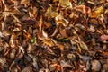 Autumnal deciduous soil