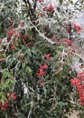 Deciduous Holly Royalty Free Stock Photo