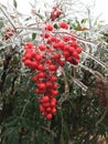 Deciduous Holly Royalty Free Stock Photo