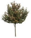 Deciduous holly tree, cut out tree