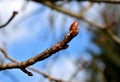 Deciduous horse chestnut tree The buds are large and sticky. The leaves are axillary, palmately folded, five to sevenfold, long pe