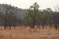 Deciduous Indian Forest Dnyanganga wildlife sanctuary