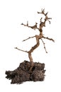 Deciduous leafless bonsai tree in soil