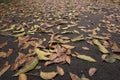 Deciduous leaves