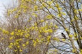 A deciduous maple tree in the first months of spring and a large black crow sits on the branch and the feathers glisten Royalty Free Stock Photo