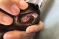 These deciduous milk teeth will fall out when they are 4 months old, and the kitten's permanent adult teeth then grow in.