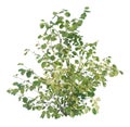 Deciduous plant cutout, isolated bush on white background Royalty Free Stock Photo