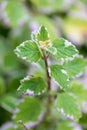 A deciduous plant that mosquitoes don`t like Royalty Free Stock Photo