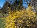 Deciduous shrub - the Easter Tree Forsythia `Maluch` in full bloom with bright yellow flowers in bright sunlight with blue sky Royalty Free Stock Photo