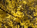 Deciduous shrub - the Easter Tree Forsythia `Maluch` in full bloom with bright yellow flowers in bright sunlight with blue sky Royalty Free Stock Photo