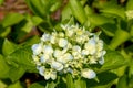 Seven-barks-Hydrangea macrophylla Royalty Free Stock Photo