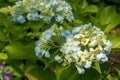 Hydrangea-Hydrangea macrophylla Royalty Free Stock Photo