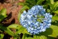 Seven-barks-Hydrangea macrophylla