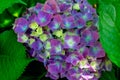 Hydrangea-Hydrangea macrophylla Royalty Free Stock Photo