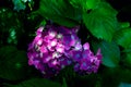 Hydrangea-Hydrangea macrophylla Royalty Free Stock Photo