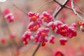 Deciduous shrub, pink flowers with orange seeds of euonymus europaeus or spindle. Celastraceae Royalty Free Stock Photo