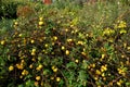 Deciduous Shrub, Regularly Branched Branches,