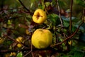 Deciduous Shrub, Regularly Branched Branches,