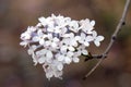 Fragrant lilac flowers bloom in April.