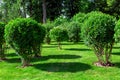 Deciduous shrubs with a trunk with mulching bark in the garden.