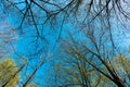 Deciduous spring forest trees against sunny sky upward view, treetops