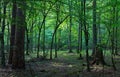 Deciduous stand of Bialowieza Forest in morning Royalty Free Stock Photo