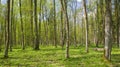 Deciduous stand of Bialowieza Forest at springtime
